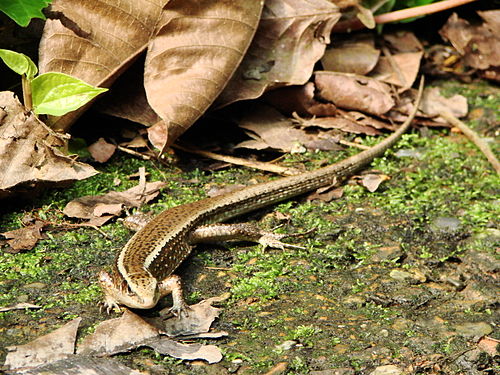 Madagascar girdled lizard